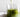 10 Common Questions About Matcha