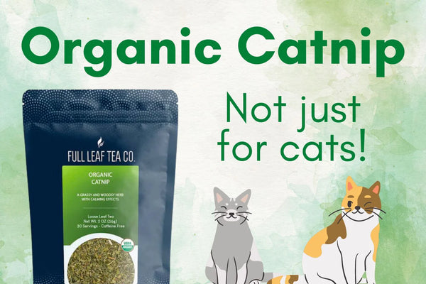 Organic Catnip | Not Just for Cats 🐱
